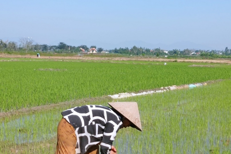 Gạo Gò Nổi - Hạt gạo làng ta